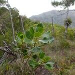 Ilex sebertii Habit