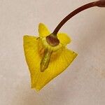 Utricularia australis Flower