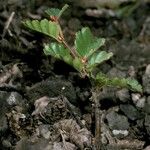 Nothofagus pumilio অভ্যাস