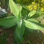 Kalanchoe gastonis-bonnieri Ліст