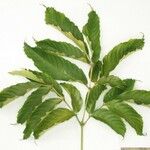 Leea guineensis अन्य