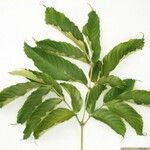 Leea guineensis その他の提案