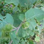 Arctium minus 葉