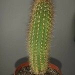 Pilosocereus chrysostele Hábito