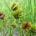 Carex bohemica Плід