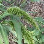 Setaria italica Blad