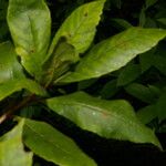 Clethra pyrogena List