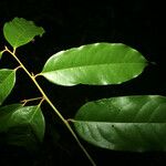 Diospyros tetrandra Yaprak