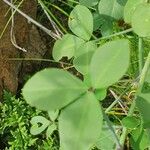 Crotalaria laburnifolia Leaf