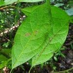 Rhodostemonodaphne rufovirgata 葉