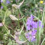 Delphinium ajacis Λουλούδι