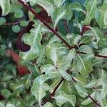 Pittosporum tenuifolium 葉