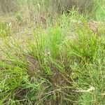 Baccharis trimera Облик