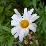 Leucanthemum × superbumफूल