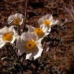 Argemone corymbosa Fleur