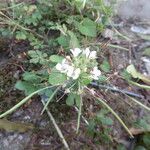 Cleome gynandra Hábito