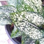 Aglaonema costatum Blatt