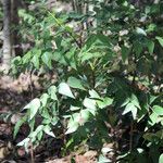 Phyllanthus parangoyensis Hábito
