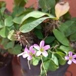 Oxalis violaceaപുഷ്പം