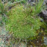 Arenaria nitida Hábito