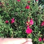 Salvia microphyllaअन्य