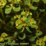 Euphorbia seguieriana Flor