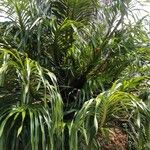 Grammatophyllum speciosum Buveinė