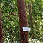 Combretocarpus rotundatus Corteza