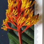 Palicourea guianensis Floare