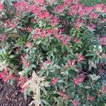 Pieris formosa Likasa