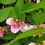 Lathyrus vernus 花