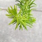 Sedum rupestre Blad