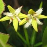 Rhizophora mangle Blüte