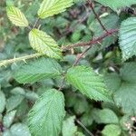 Rubus echinatus 葉