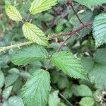 Rubus echinatus Leaf