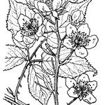 Rubus sulcatus অন্যান্য