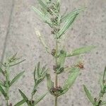 Ammannia baccifera 葉