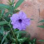 Ruellia simplexফুল