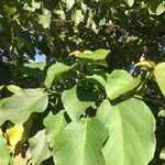 Cordia africanaFolla