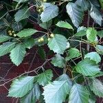 Crataegus douglasii Blatt