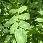 Nasturtium officinale Folla