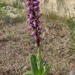 Himantoglossum robertianum Fleur