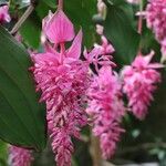 Medinilla magnificaFloro