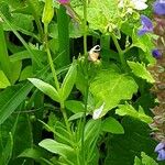 Linaria maroccana Habit