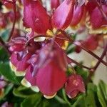 Kalanchoe miniata Blüte