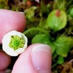 Moneses uniflora Flower