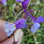Linaria incarnata Floare
