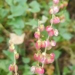 Rumex scutatus ফুল