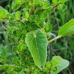 Acalypha crenata Lapas