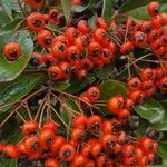 Pyracantha coccineaПлод